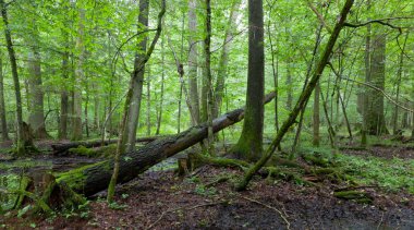 Yaz aylarında taze yaprak döken standı