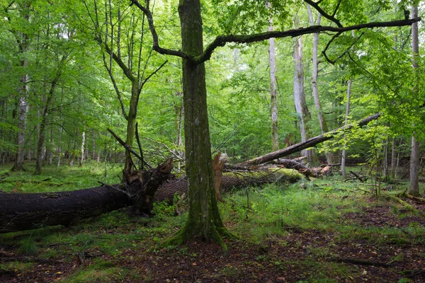 Alte Hainbuche im sommerlichen Bestand — Stockfoto