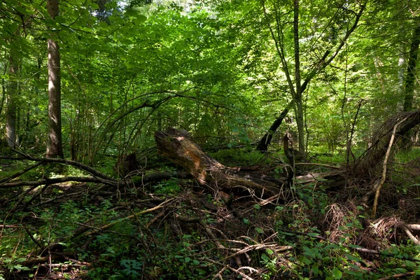 Dood gebroken bomen mos omwikkeld met brandnetel — Stockfoto