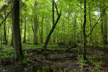 Yaz aylarında ıslak yaprak döken standı