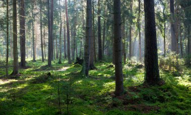 Bialowieza orman ıslak oniferous standı