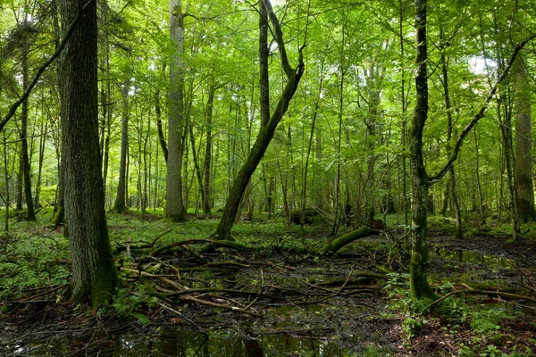 Wet deciduous stand in summer — Stock Photo, Image