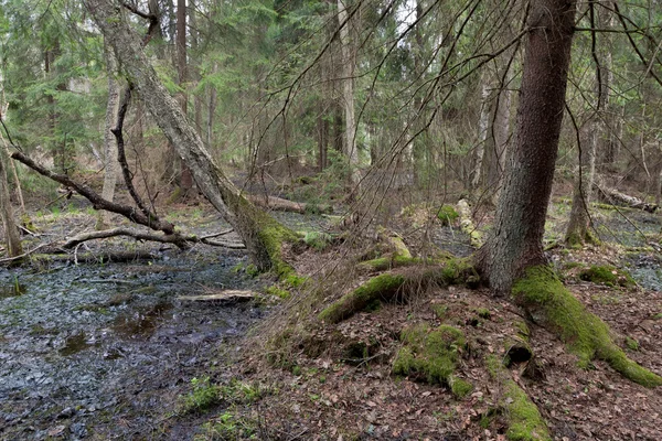 Stand de conifères humides au printemps — Photo