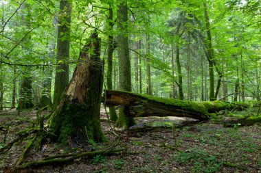 Zengin yaprak döken orman giren güneş
