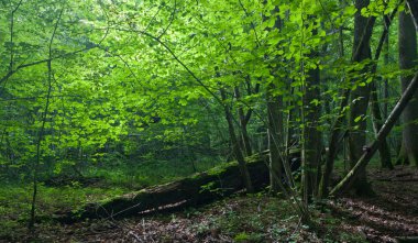 Zengin yaprak döken orman giren güneş