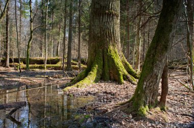 İlkbahar sabah sulak orman