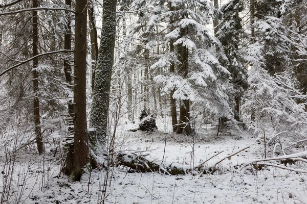 Снежный хвойный стенд — стоковое фото