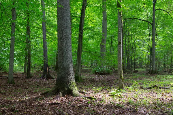 Ur-Laubbestände natürlicher Bestände im Sommer — Stockfoto