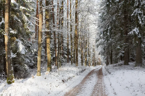Road crossing wintertime forest — Stock Photo, Image