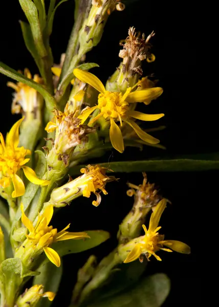 すぐに一般的な月見草 (マツヨイグサ属 bienni) を開花 — ストック写真