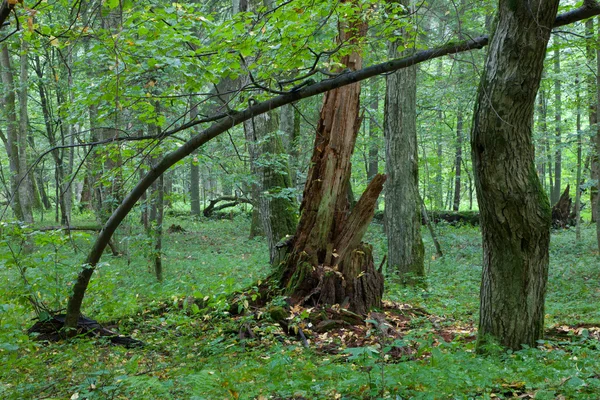 Törött hársfa Stump részben csökkent — Stock Fotó