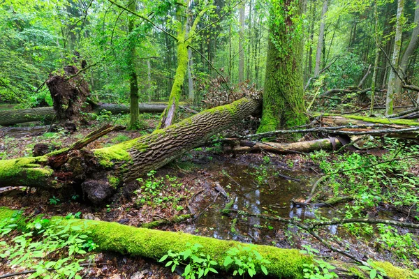 Peuplements décidus de la forêt de Bialowieza pluie après en été — Photo