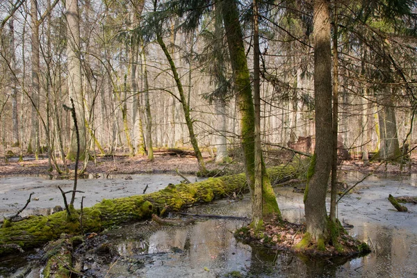 Lente ochtend in wetland bos — Stockfoto