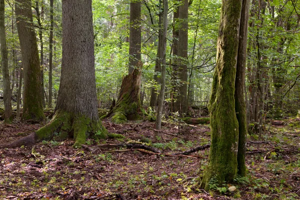 Peuplement caduc d'été avec de vieux arbres — Photo