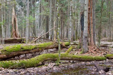 Bahar Orman stand kırık meşe ağaçları