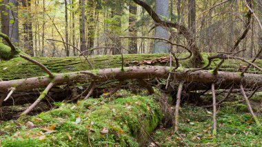 Kırık meşe ile yaprak döken standı
