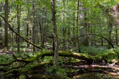Isırgan ile sarılmış ölü kırılmış ağaçlar yosun
