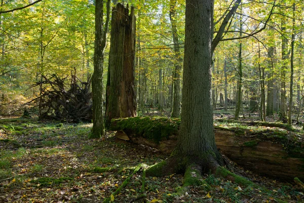 거짓말 깨진 오래 된 린든 나무 — 스톡 사진