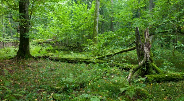 Natural deciduous stand of Bialowieza Forest — Stock Photo, Image