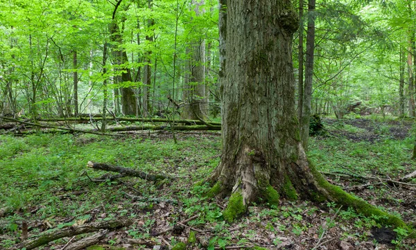 Μνημειώδες δέντρο βελανιδιάς του δάσους — Φωτογραφία Αρχείου