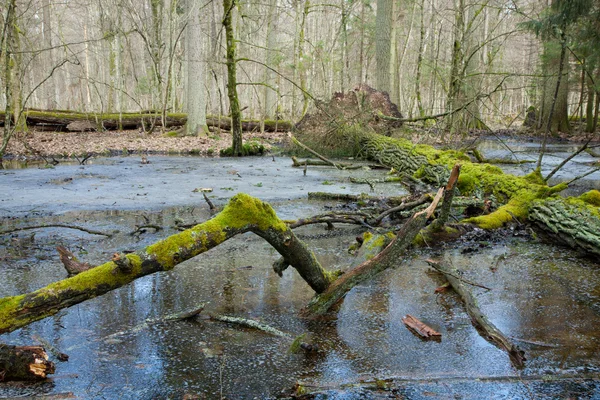 Mañana de primavera en el bosque de humedales — Foto de Stock