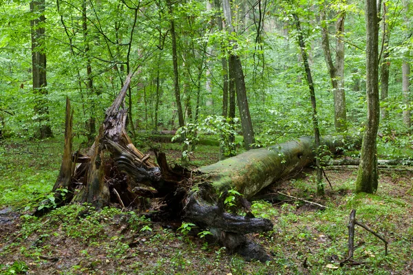 Gebroken dennenboom slingerende regen na — Stockfoto