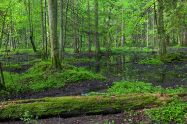 Bialowieza orman ıslak stand ilkbaharda