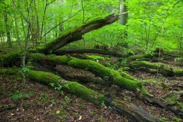 Zomers boslandschap met gebroken bomen — Stockfoto