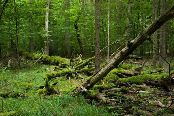 Frischer Laubbestand des Bialowieza-Waldes im Sommer — Stockfoto
