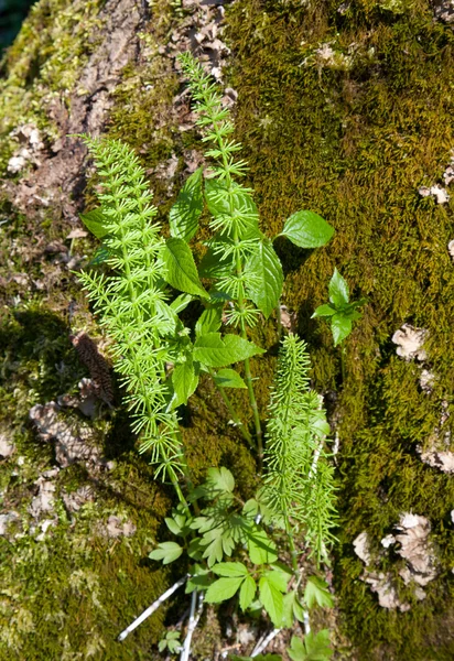 Nedospělé dřevo (Equisetum Přeslička)) — Stock fotografie