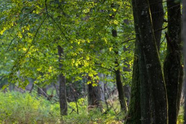 Hornbeam sonbaharda gün batımında dallanır, Bialowieza Ormanı, Polonya, Avrupa