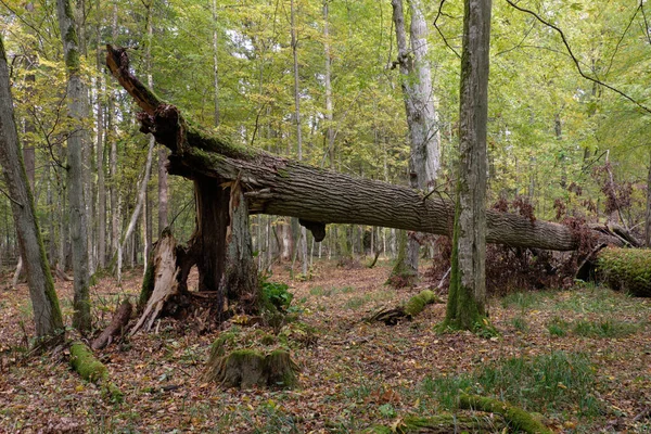 Autumnal Deciduous Primeval Stand Old Broken Oak Tree Background Bialowieza — Stock Photo, Image