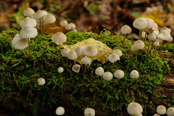 Old Stump Moss Wrapped Bunch Orange Fungus Grows Bialowieza Forest — Stock Photo, Image