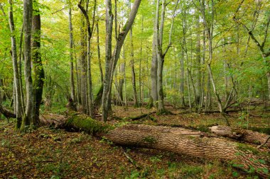 Autumnal deciduous primeval stand with old broken ash tree in foreground, Bialowieza Forest, Poland, Europe