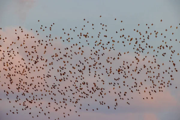 Flock Birds Evening Blue Sky Podlaskie Voivodeship Poland Europe — 图库照片