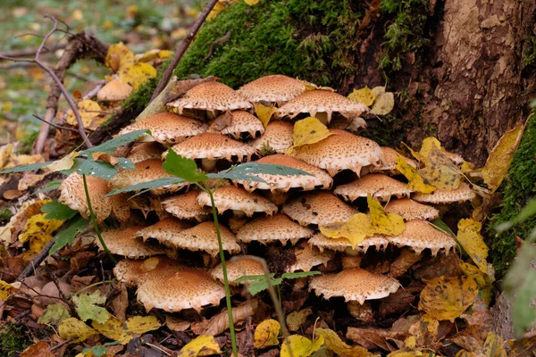 Inedible Mushrooms Moss Covered Hornbeam Trunk Bialowieza Forest Poland Europe — 图库照片