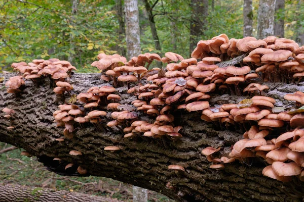 Bialowieza森林的苔藓树桩上长满了秋天的蜂蜜真菌 Armillaria Mellea — 图库照片