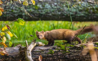 Pine Marten (Martes martes) kameraya bakıyor, Bialowieza Ormanı, Polonya, Avrupa