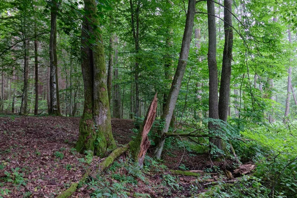 Yaz mevsiminde yaprak döken ormanlarda yaşlı ağaçlar, Bialowieza Ormanı, Polonya, Avrupa