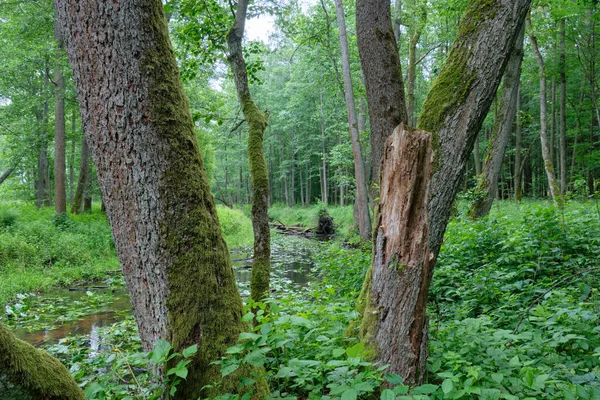 Old alder trees in foreground and Lutownia River in background, Bialowieza Forest, Poland, Europe