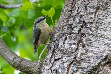 Avrasya Boğazı (Sitta europaea) yazın huş ağacı, Bialowieza Ormanı, Polonya, Avrupa