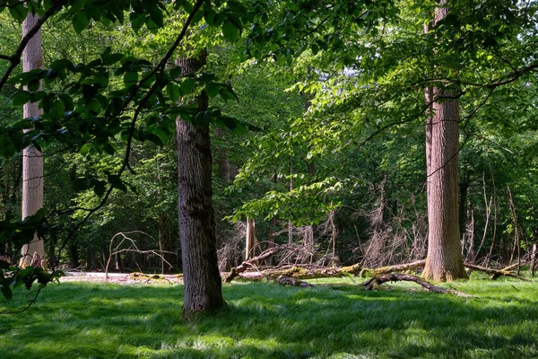 Grupo Árboles Viejos Bosque Contra Luz Tarde Bosque Bialowieza Polonia — Foto de Stock