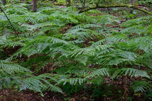 Bracken Fern Estate Prossima Pioggia Dopo Estate Foresta Bialowiza Polonia — Foto Stock