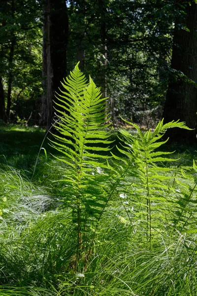 Felce Sole Estivo Con Foresta Decidua Sullo Sfondo Foresta Bialowieza — Foto Stock