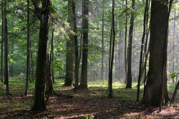 Dimmig Soluppgång Morgon Lövskog Med Gamla Och Hornbjälkar Bialowieza Forest — Stockfoto
