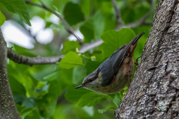 Euraziatische Nuthatch Sitta Europaea Berkenboom Zomer Bialowieza Forest Polen Europa — Stockfoto