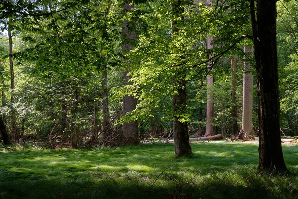 Gruppe Alter Bäume Wald Gegen Nachmittagslicht Bialowieza Forest Polen Europa — Stockfoto