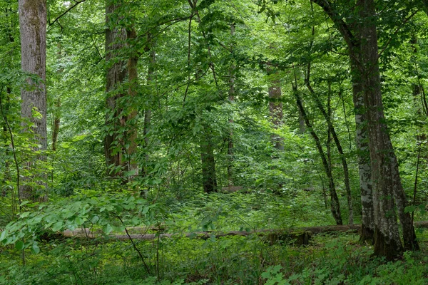원시림과 나무가 낙엽수림 폴란드의 비알로 비에자 — 스톡 사진