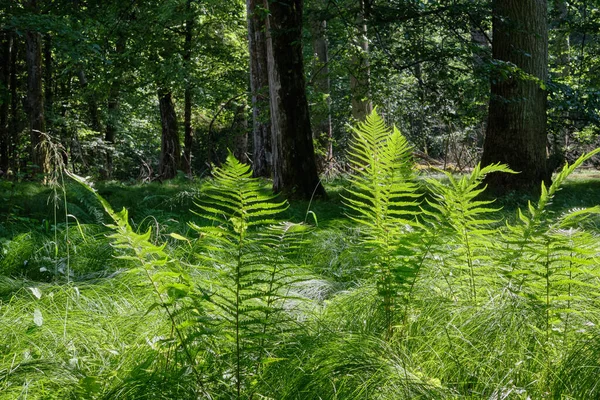 Felce Sole Estivo Con Foresta Decidua Sullo Sfondo Foresta Bialowieza — Foto Stock