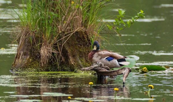 Mallard Anas Platyrhynchos Mannetje Naast Stomp Water Bialowieza Forest Polen — Stockfoto